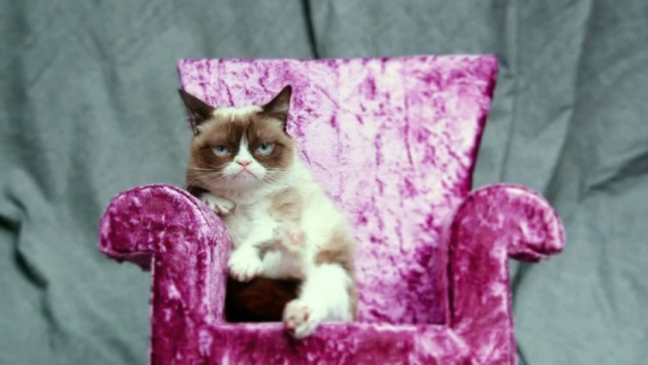 Jetzt Wirds Tierisch Die Witzige Welt Der Katzen Sat1