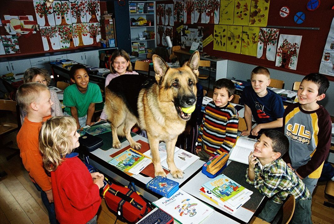 Die Ermittlungen in einem Mordfall führen Rex auch in eine Schule. Die Kinder freuen sich über den Besuch ... - Bildquelle: Sat.1