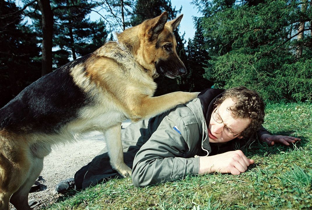 Rex ist zufrieden: Er hat den Mann (Holger Schober) überlistet, der einen kleinen Hund vergiftet hat. - Bildquelle: Sat.1