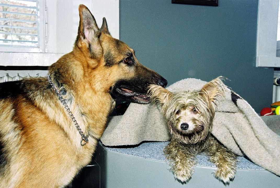 Rex kümmert sich mit fast übertriebener Fürsorge um den kleinen Hund. - Bildquelle: Sat.1