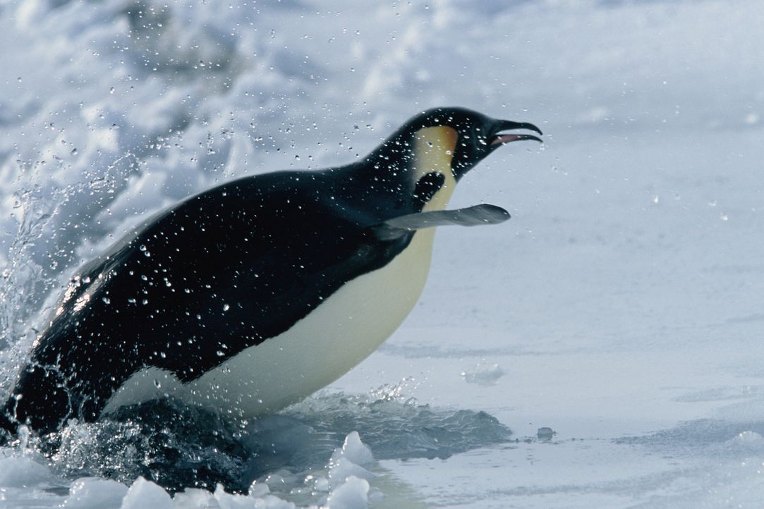 Eine weitere erstaunliche Eigenschaft der Kaiserpinguine ist ihre Fähigkeit, sich mit Hilfe der Stimme zu erkennen. Ein Küken kann seine Eltern bere... - Bildquelle: Kinowelt Filmverleih