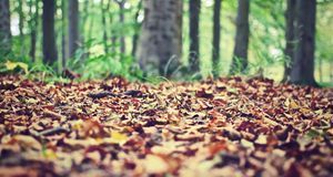 Die Natur macht es vor: Die verrottenden Blätter bieten dem Boden Schutz und...