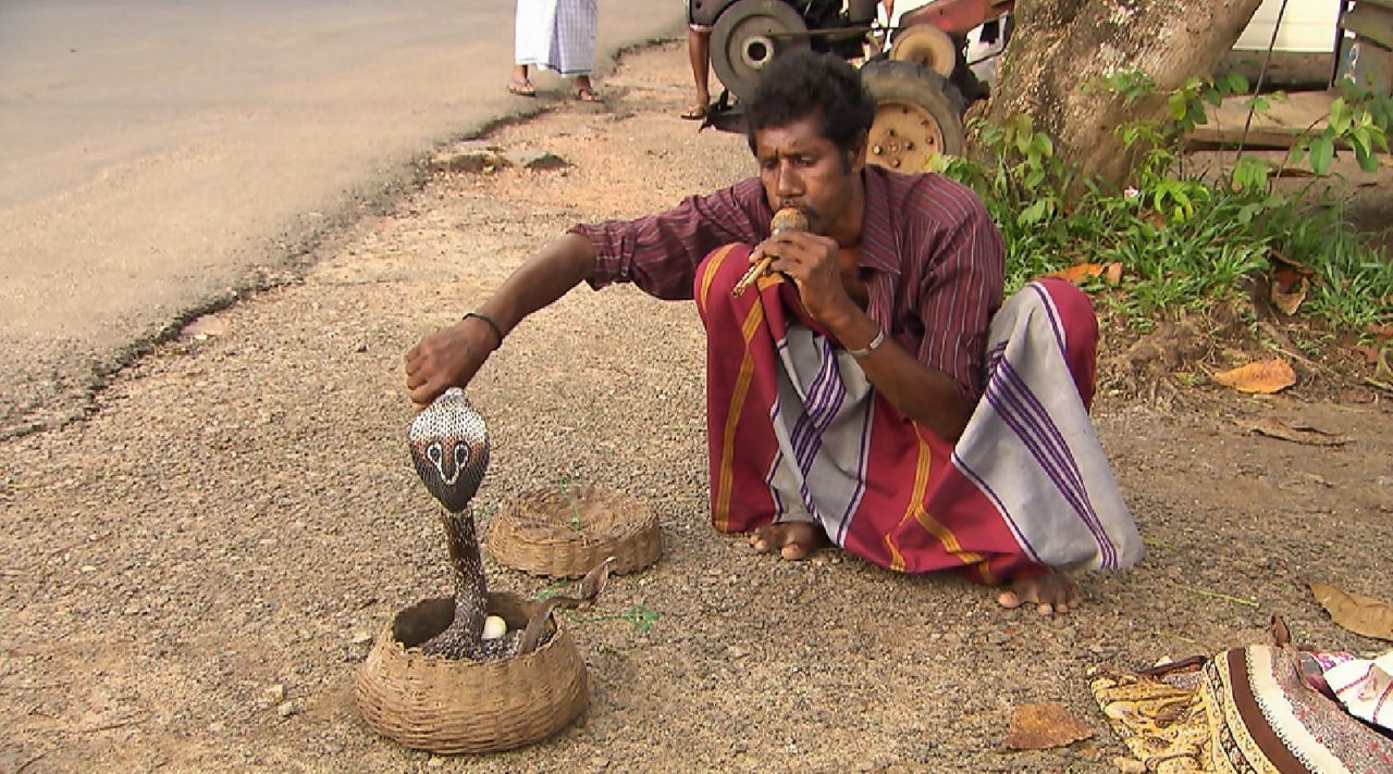 Bitte melde dich Staffel 2 Folge 1 Sri Lanka Schlange - Bildquelle: SAT.1