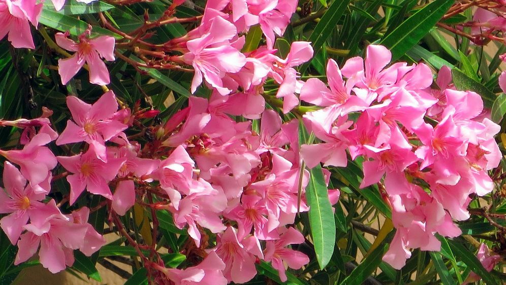 Oleander Schneiden Uberwintern Und Vermehren