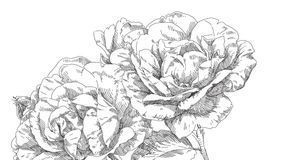 Zeichnen rose mit dornen ► Rosen