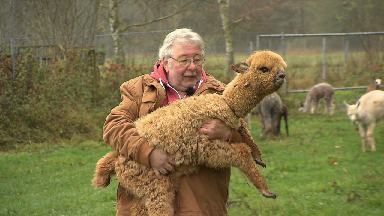 Peter Bischoff züchtet auf seiner Farm in Thüringen Alpakas. Wir durften beim Deckakt und bei der Geburt der südamerikanischen Kamelart dabei sein .... - Bildquelle: SAT.1