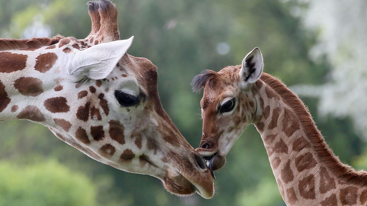 Giraffe5 - Bildquelle: dpa