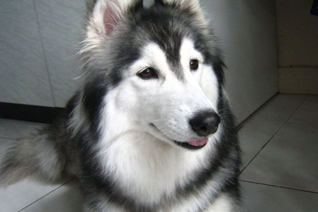 150907_Husky_Bildergalerie_Imgur_Xlinnea_09 - Bildquelle: Imgur_Xlinnea