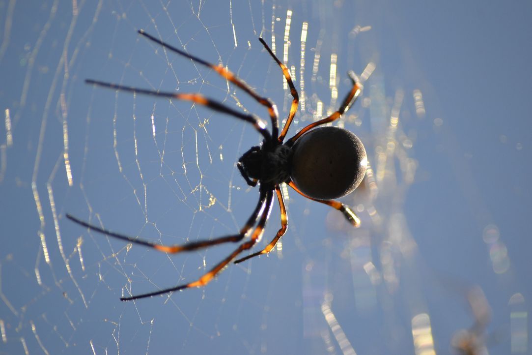 spider-2366970_1920 - Bildquelle: Pixabay