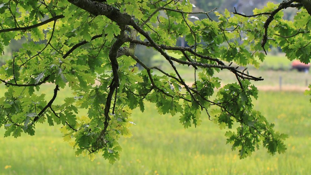 Bestimmen heimische laubbäume blätter Laubbaumarten in