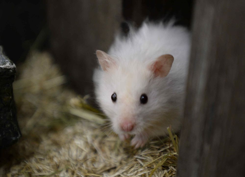hamster-01 - Bildquelle: Willi Weber/SAT.1