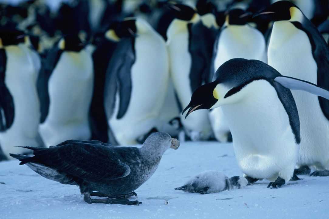 Auf den ersten Blick scheint die Antarktis ein lebensfeindlicher Raum - und dennoch liegt ausgerechnet hier die Kinderstube der Kaiserpinguine - Bildquelle: Kinowelt Filmverleih