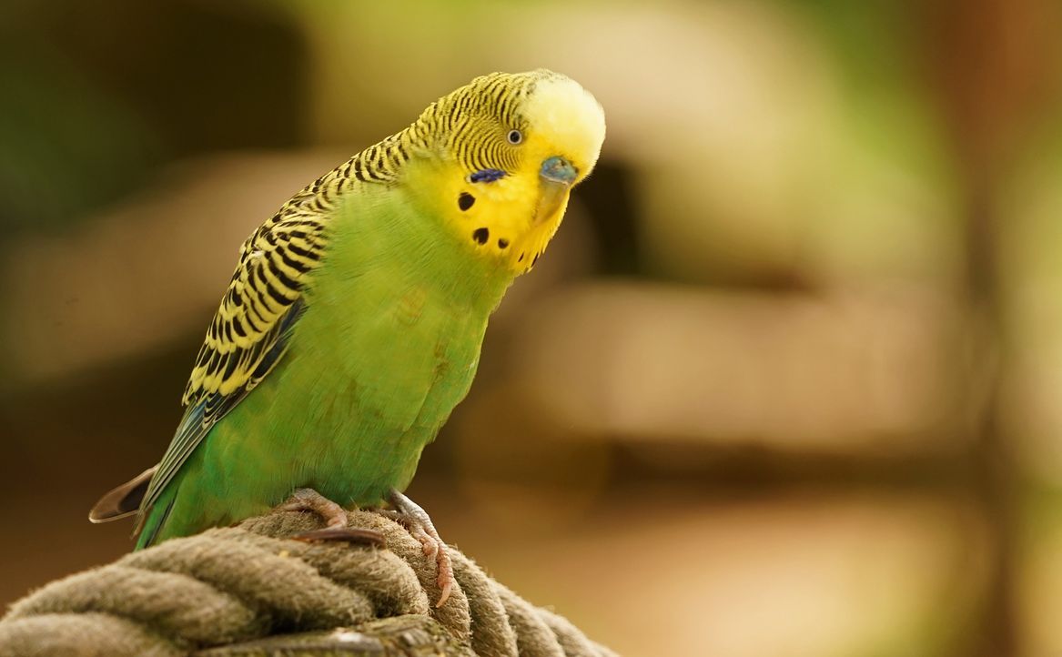 budgie-955284_1920 - Bildquelle: Pixabay