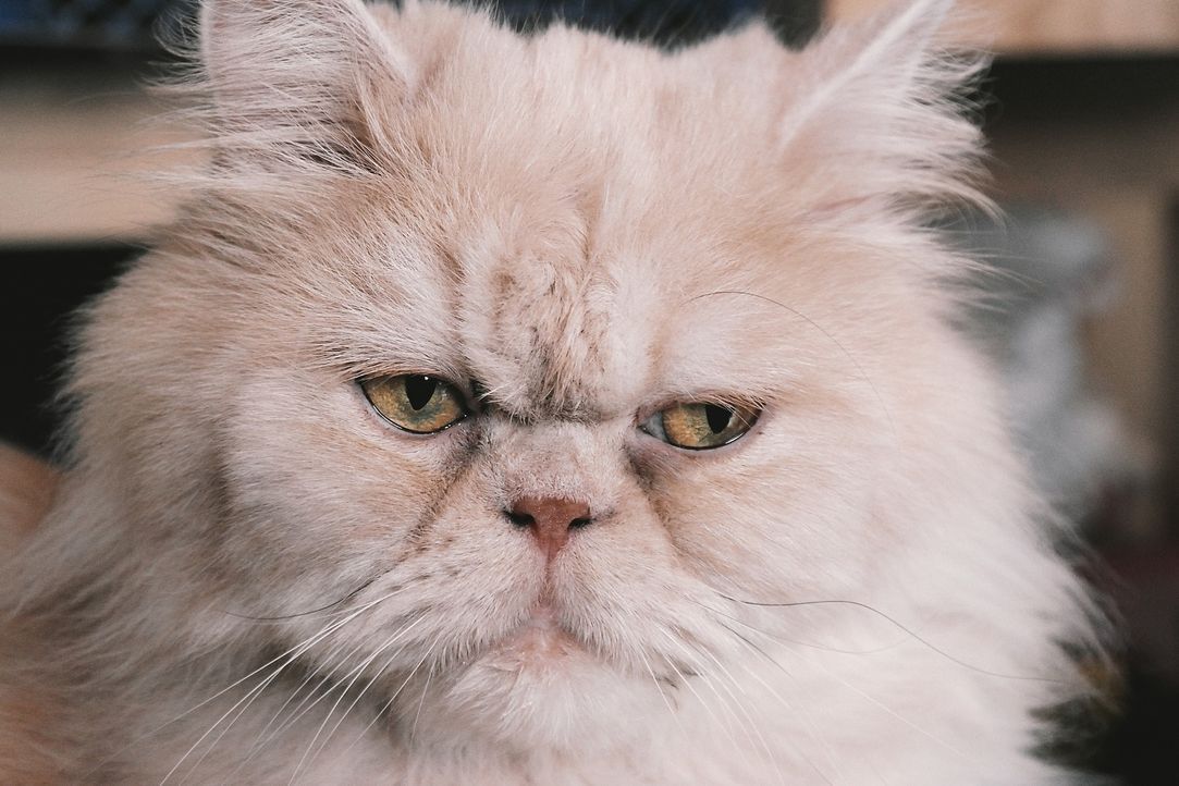 persian-cat-2461526_1920 - Bildquelle: Pixabay