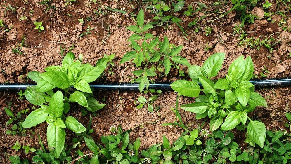 Krauter Gemuse Schnellwachsende Pflanzen Fur Den Garten