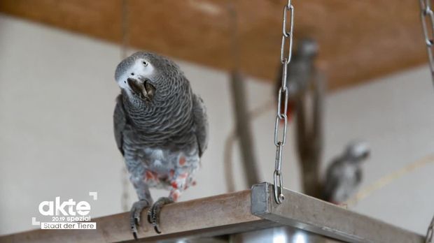 Akte - Akte - Die Stadt Der Tiere: Deutschlands Größtes Tierheim