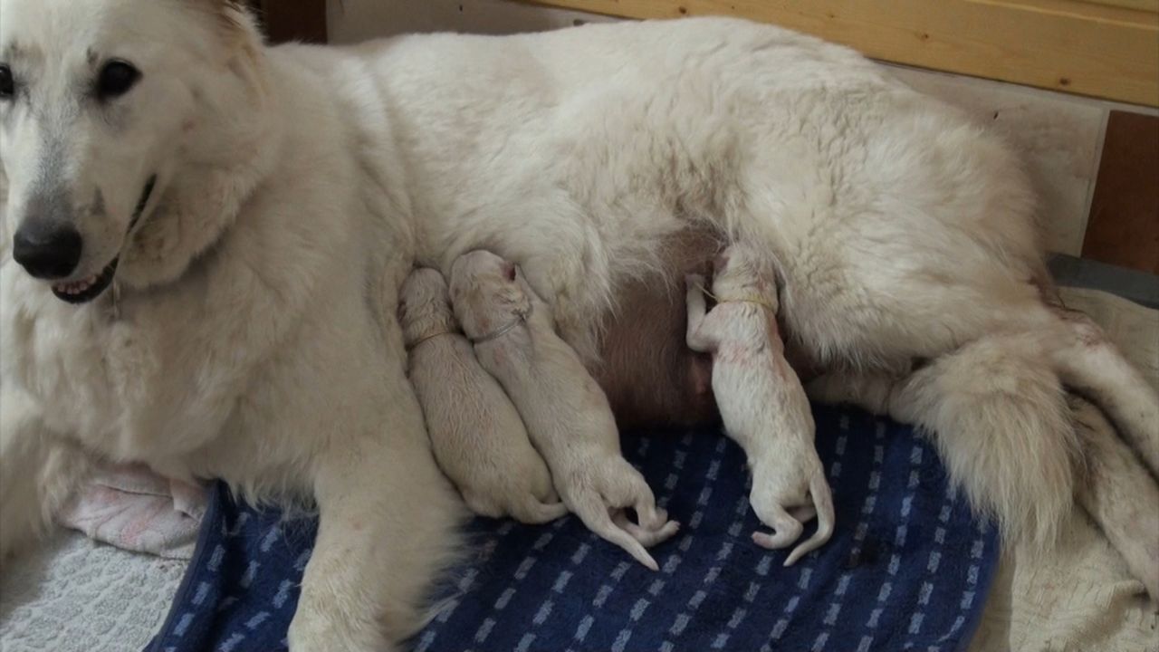Familie Graffunder züchtet im niedersächsischen Verden weiße Schäferhunde. Andrea Kaiser stattet ihnen einen Besuch ab ... - Bildquelle: SAT.1