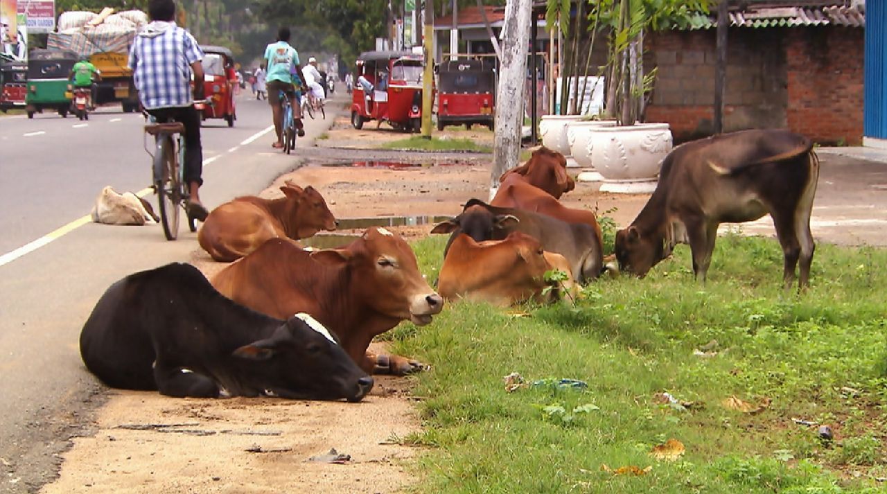 Bitte melde dich Staffel 2 Folge 1 Sri Lanka Kuh - Bildquelle: SAT.1 