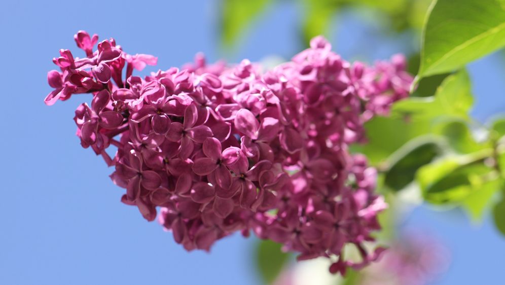 Welche Sorte Passt Zum Garten Sat 1 Ratgeber