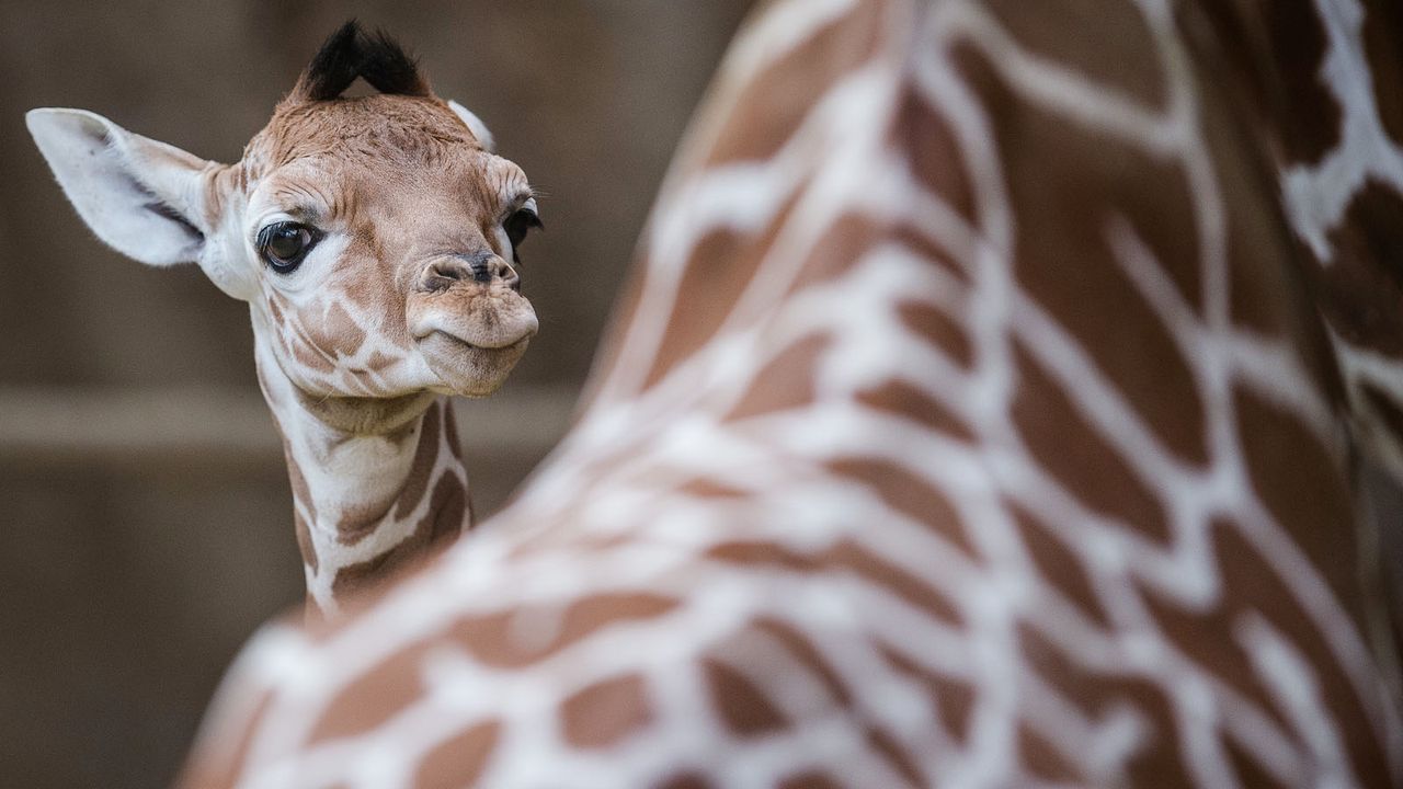Giraffe1 - Bildquelle: dpa