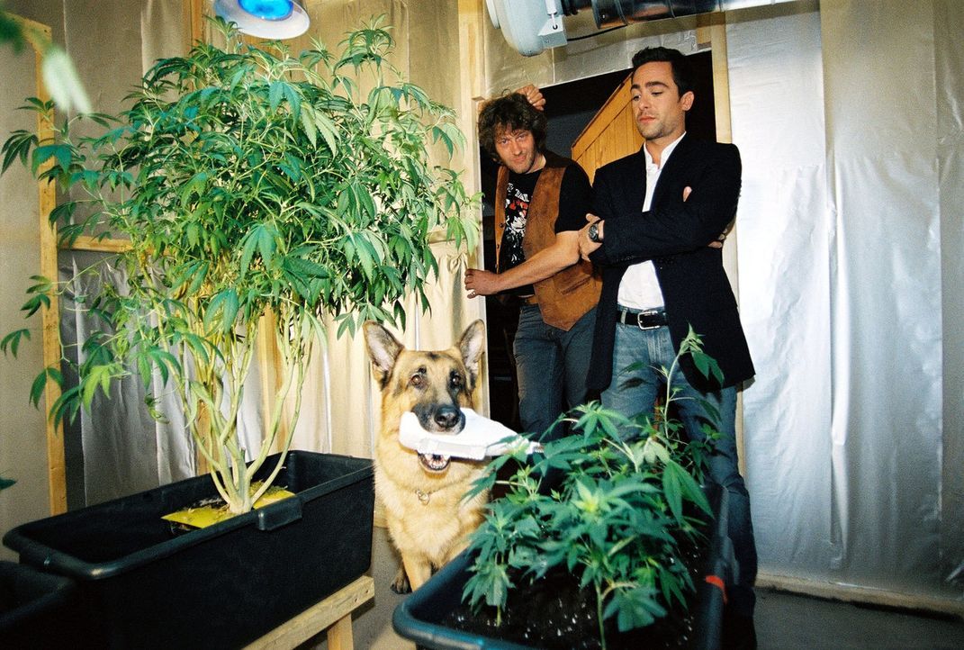 Marc Hoffmann (Alexander Pschill, r.) und Rex stoßen bei dem Verdächtigen Holaubek (Heli Deinboek, l.) auf eine illegale Hanfplantage. - Bildquelle: Sat.1