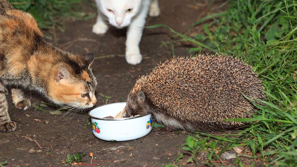 Verletzte Oder Kranke Igel Richtig Futtern Sat 1 Ratgeber