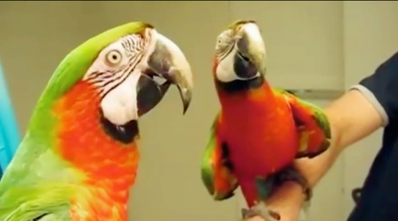 Sie sind die wahren Stars auf YouTube: Tiere, die mit ihren lustigen Eskapaden die User erfreuen. "Jetzt wird's tierisch!" präsentiert die witzigste... - Bildquelle: SAT.1