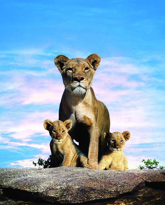 Unter den wachsamen Augen ihrer Mutter Macheeba (M.) wachsen die beiden Löwenkinder Suki (l.) und Linus (r.) an dem Ufer eines Flusses in der afrik... - Bildquelle: BBC 2004