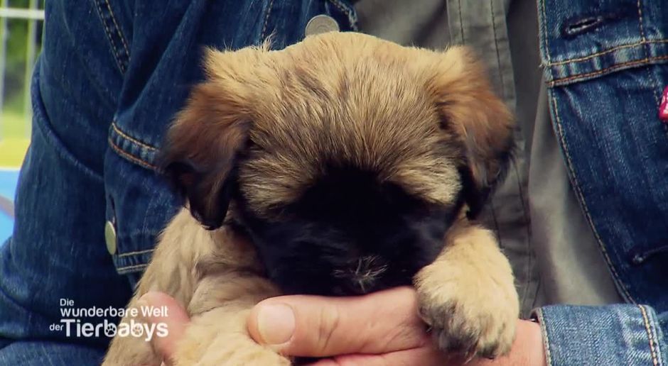 Die Wunderbare Welt Der Tierbabys Video Welches Hundebaby Darf S Denn Sein Sat 1