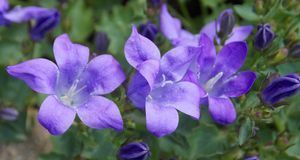 Gartengestaltung_2016_04_05_Hanggarten_Bild 3_pixabay