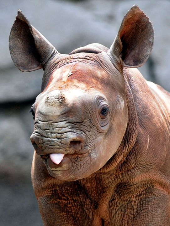 nashorn-09-06-12-AFP - Bildquelle: AFP