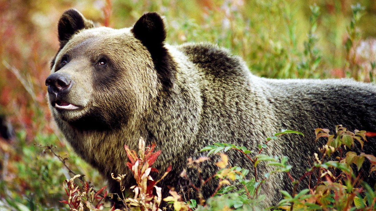 Grizzlybär - Bildquelle: dpa