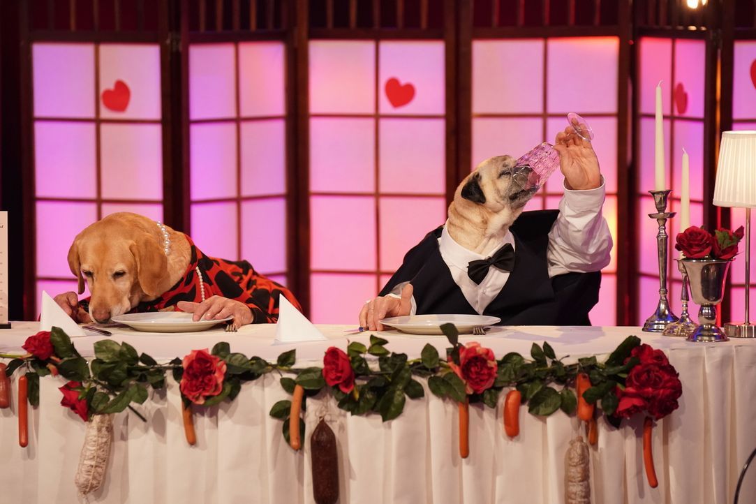Eine Flasche, zwei pfiffige Vierbierbeiner und vier prominente Hände - das beste Rezept für Impro-Comedy? - Bildquelle: Guido Engels SAT.1/Guido Engels