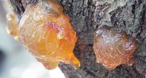 Das Harz des Amberbaums ist sehr beliebt – es duftet und findet in der Indust...