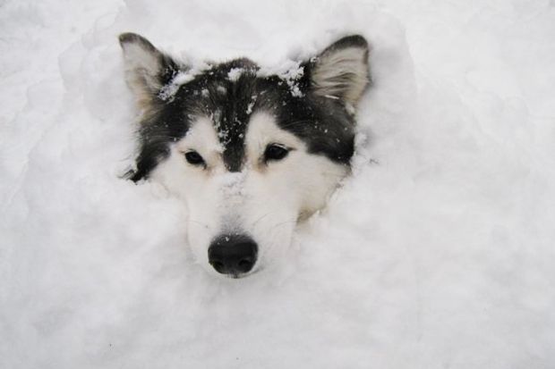 150907_Husky_Bildergalerie_Imgur_Xlinnea_03 - Bildquelle: Imgur_Xlinnea