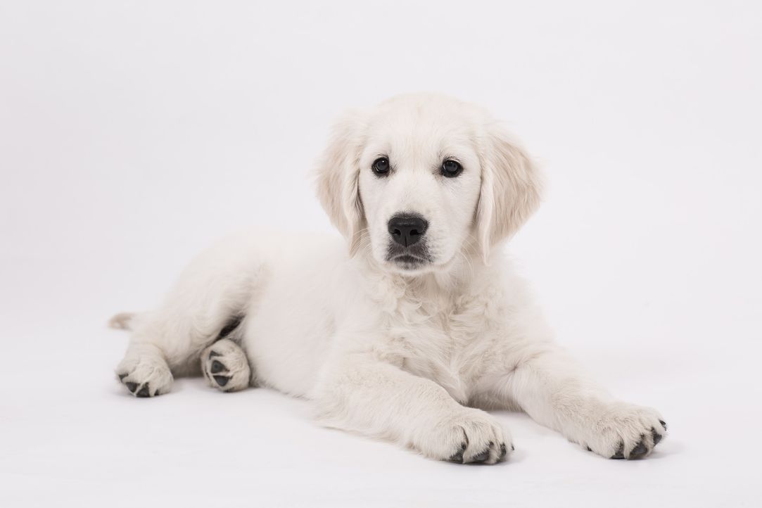 dog-2655469_1920 - Bildquelle: Pixabay