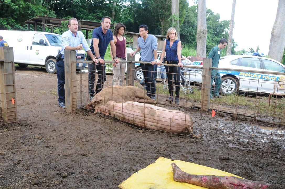 Eine Schweinehüterin findet beim Füttern einen bereits von den Schweinen halb zerfressenen Leichnam. (v.l.n.r.) Danny (Scott Caan), Steve (Alex O'Lo... - Bildquelle: Norman Shapiro 2015 CBS Broadcasting, Inc. All Rights Reserved