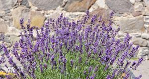 Gartengestaltung_2016_03_31_Lavendel pflanzen_Bild 2_fotolia_andrisa18