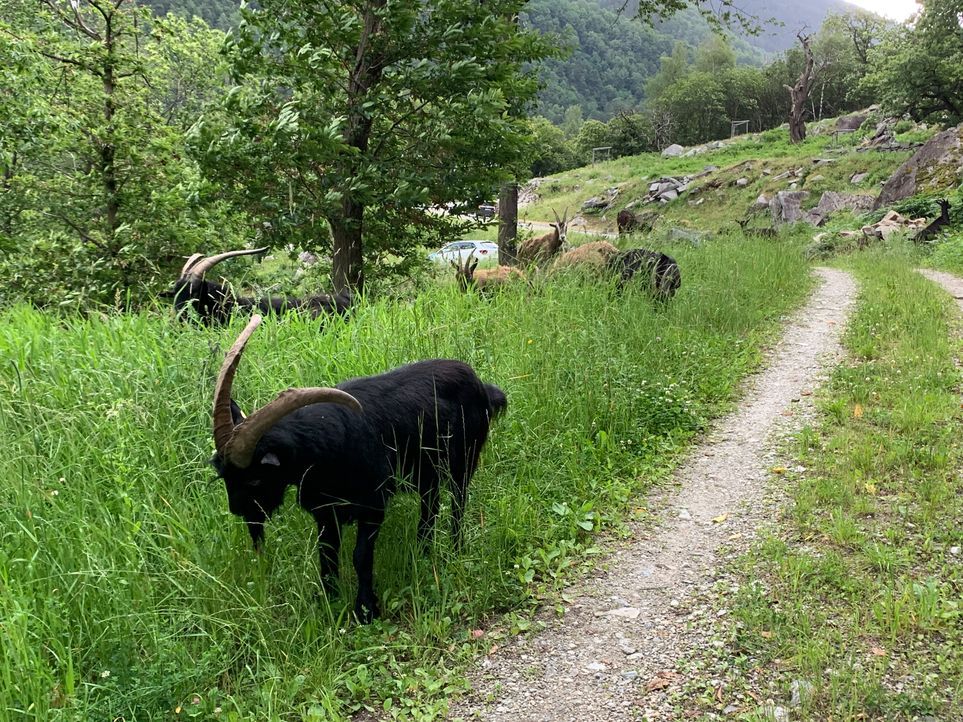 Alto Ticino (11)