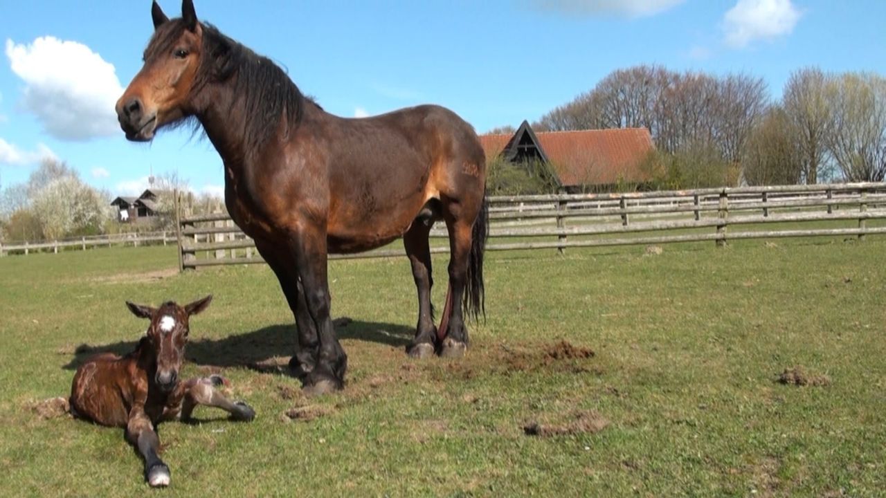 Die Arche Warder in Schleswig-Holstein konnte die äußerst seltene Geburt eines Posavina Pferdes filmen ... - Bildquelle: SAT.1