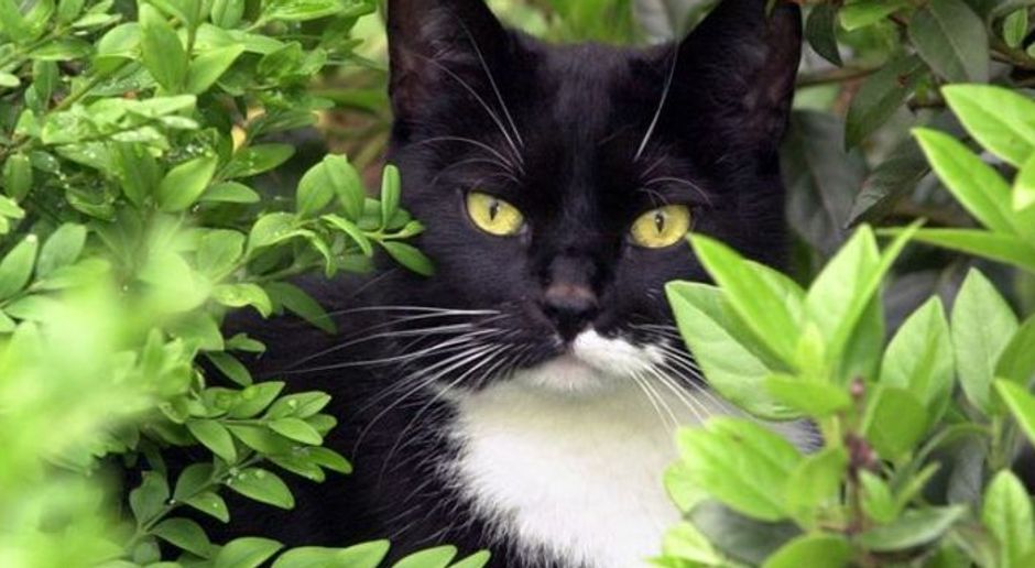 Katze Aus Garten Vertreiben Mit Hausmitteln Sat 1 Ratgeber