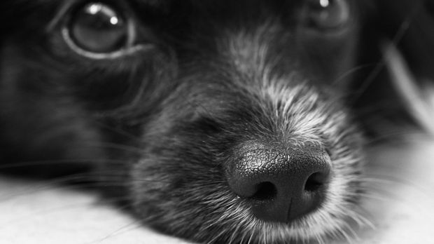 Silvester mit Hund feiern: Tipps - SAT.1 Ratgeber