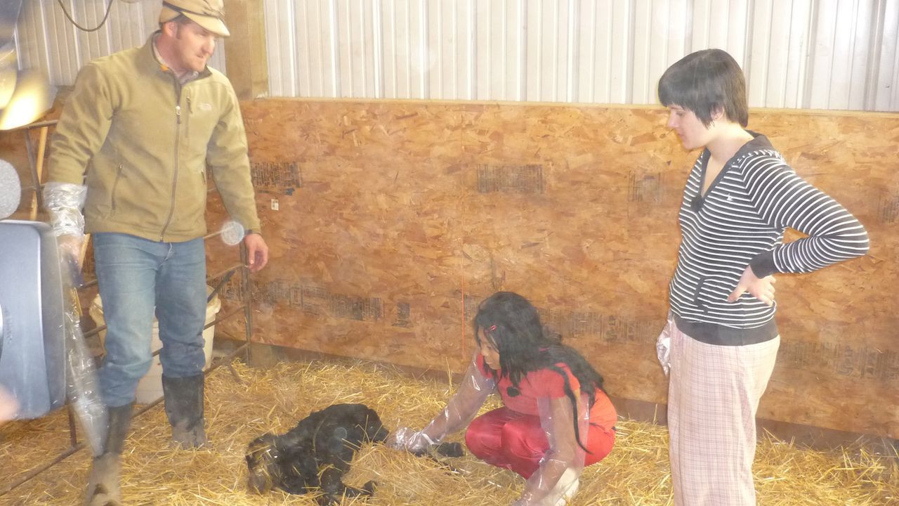 Die Teenies Anna (r.) und Pisei (M.) helfen bei einer Kälbchengeburt auf der Ranch in Montana ... - Bildquelle: kabel eins