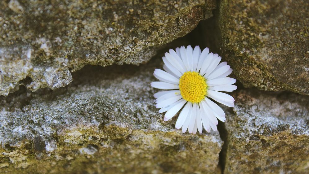 Ziermauer Ein Highlight im Garten bauen SAT.1 Ratgeber