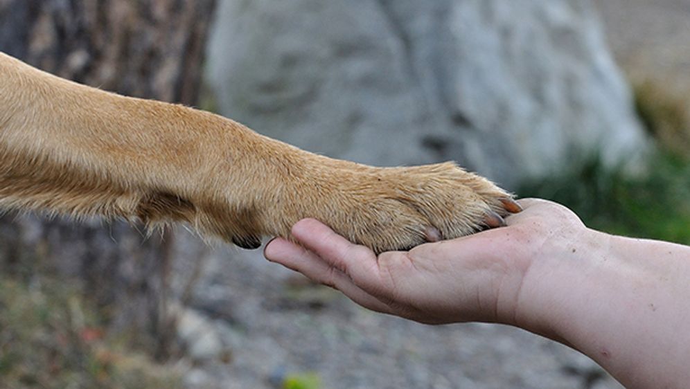 Tragisch Schön Die Geschichte Von Hund Dodger Sat1 Ratgeber