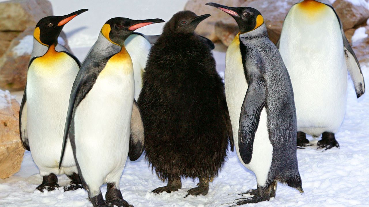 Pinguine - Bildquelle: dpa