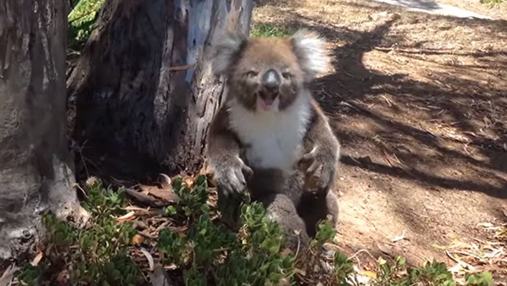 So lustig reagiert ein Koala, als er vom Baum gedrängelt wird