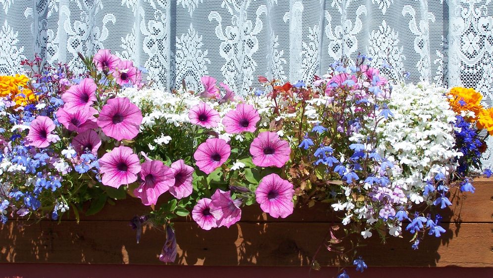 Blumenkasten Bepflanzen Tipps Sat 1 Ratgeber