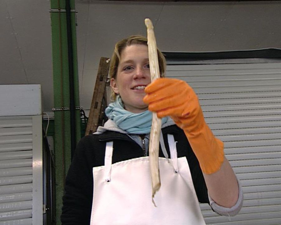 Spargel ist des Deutschen liebstes Saison-Gemüse. Nur will keiner die edlen Stangen stechen, denn die Spargelbauern setzen auf Handarbeit und haben... - Bildquelle: Sat.1