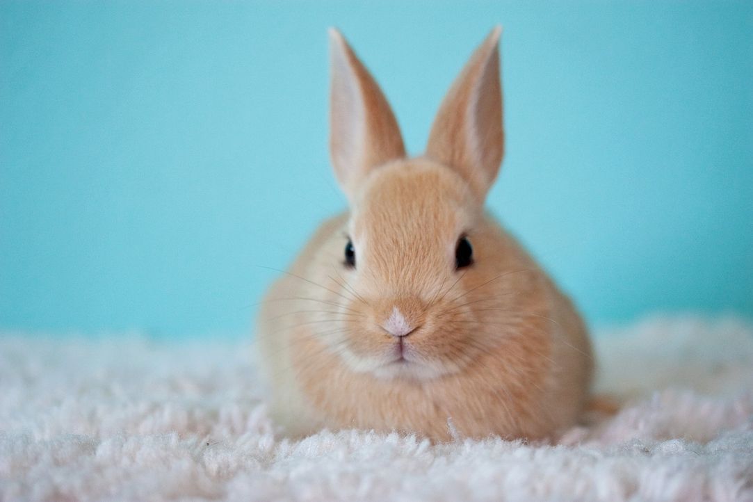 cute-2500929_1920 - Bildquelle: Pixabay